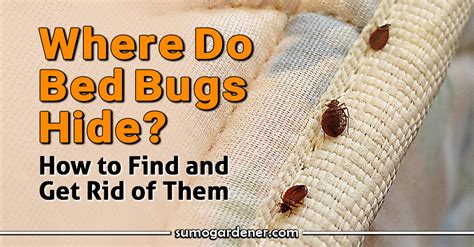 Do Bed Bugs Hide in Books? And Can They Read Between the Lines?