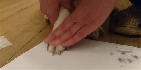 how to make a paw print